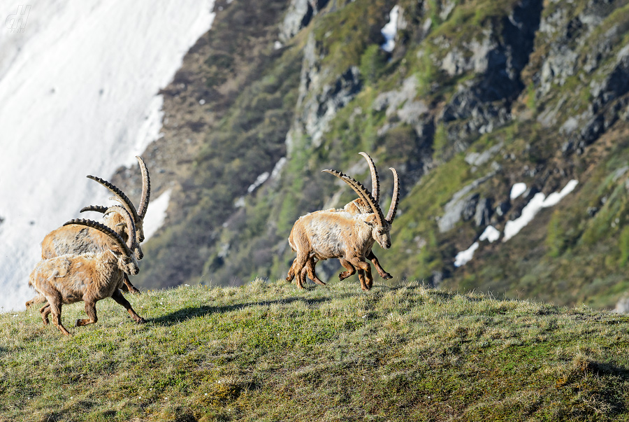 kozorožec horský - Capra ibex