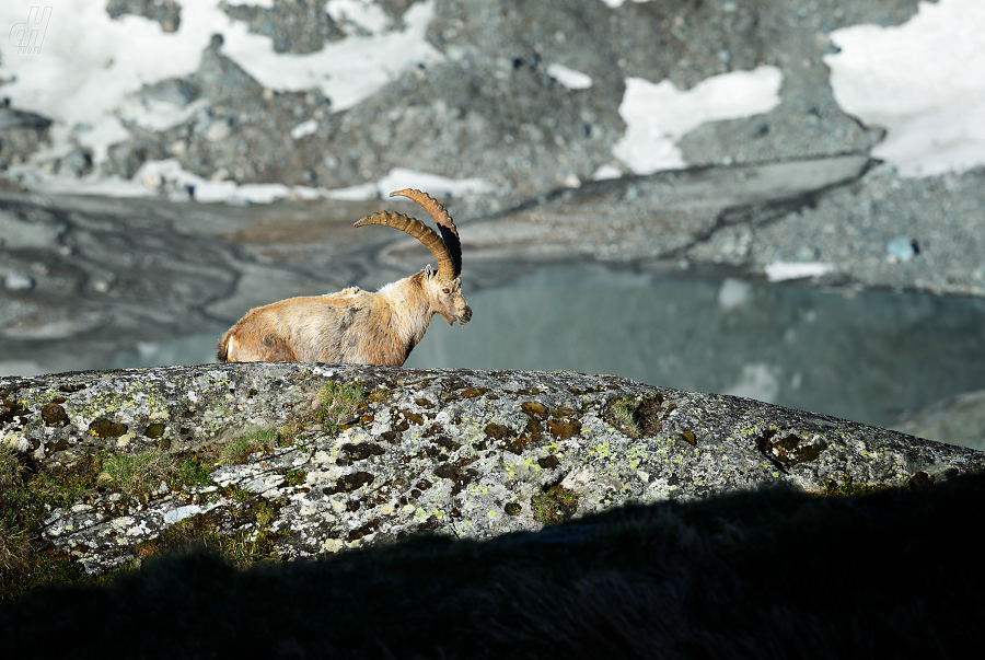 kozorožec horský - Capra ibex