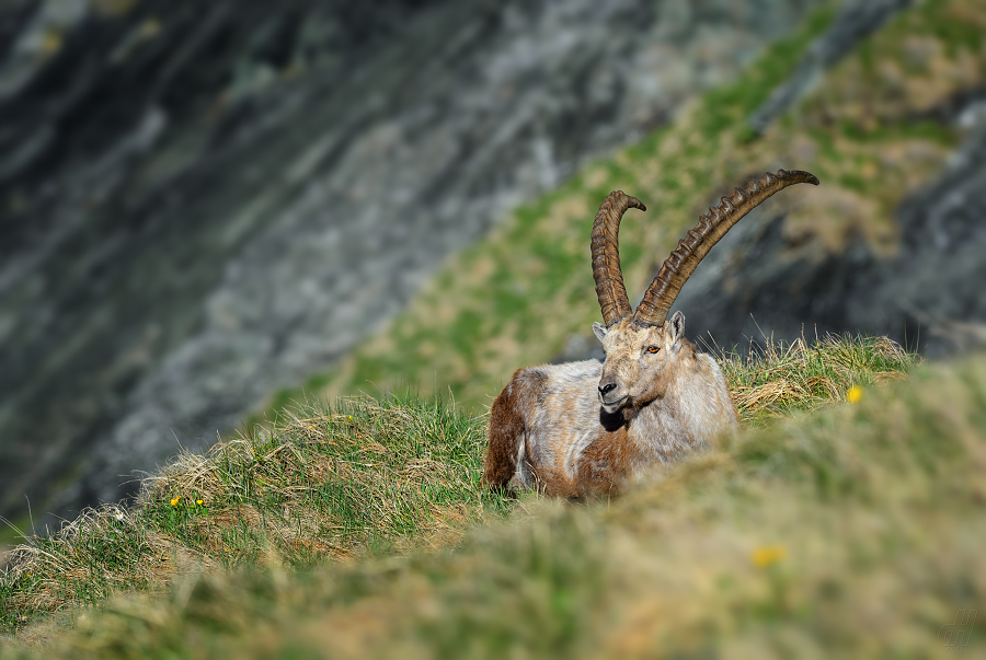 kozorožec horský - Capra ibex