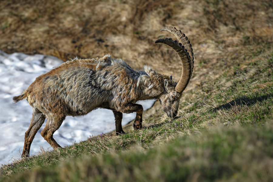 kozorožec horský - Capra ibex