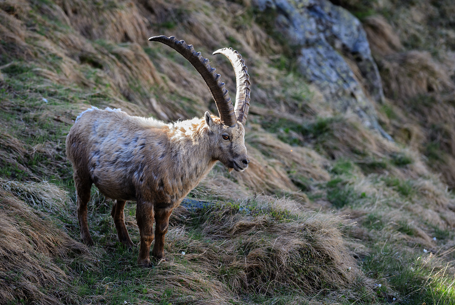 kozorožec horský - Capra ibex