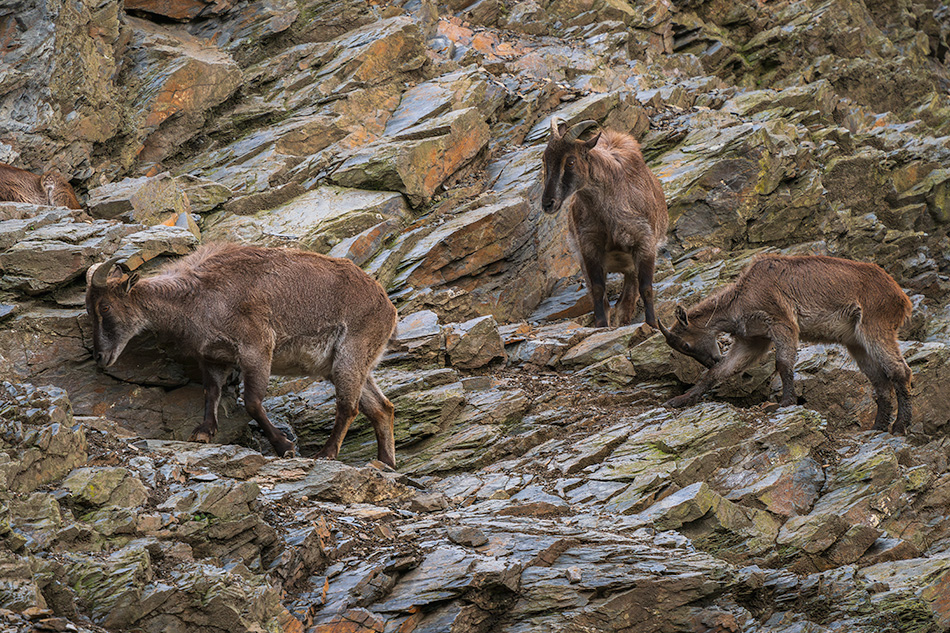 kozorožec kavkazský - Capra caucasica