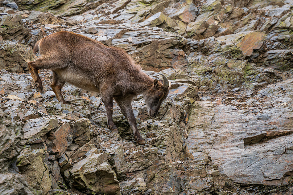 kozorožec kavkazský - Capra caucasica