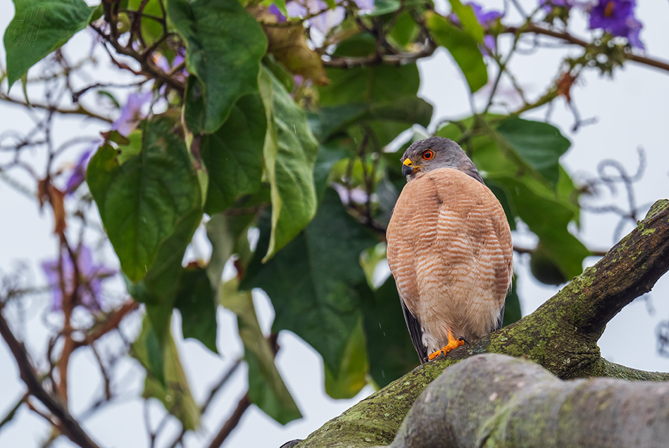 krahujec šikra - Accipiter badius