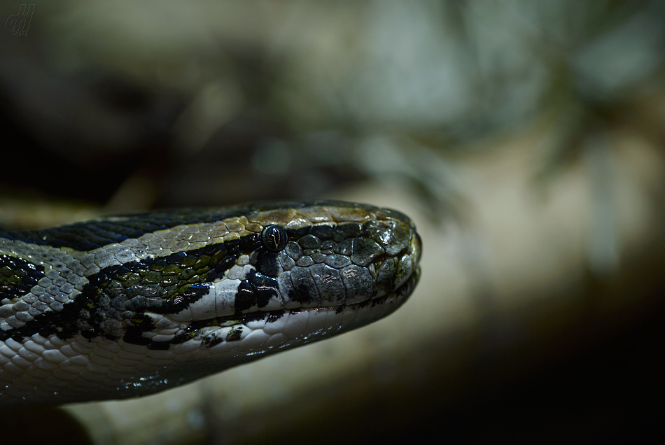 krajta tygrovitá - Python molurus