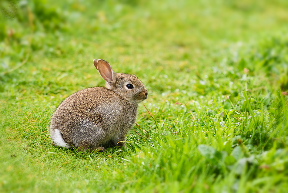 králík divoký - Oryctolagus cuniculus