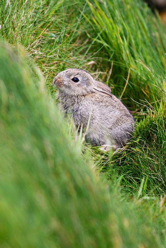 králík divoký - Oryctolagus cuniculus