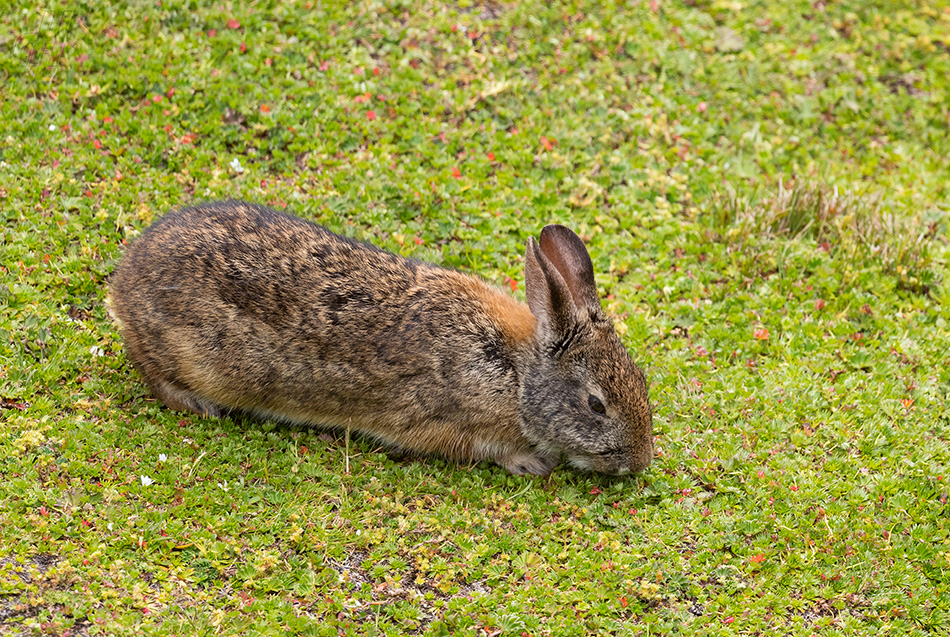 králík lesní - Sylvilagus brasiliensis