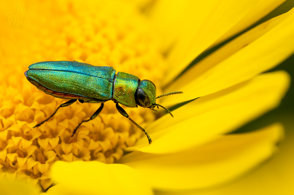 krasec lesknavý - Anthaxia nitidula