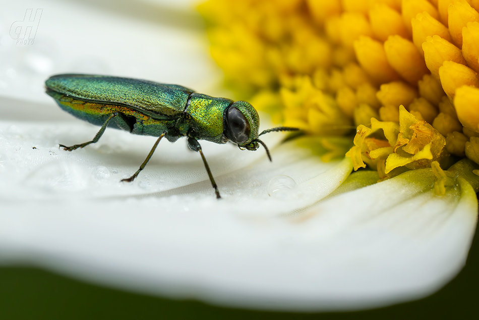 krasec lesknavý - Anthaxia nitidula