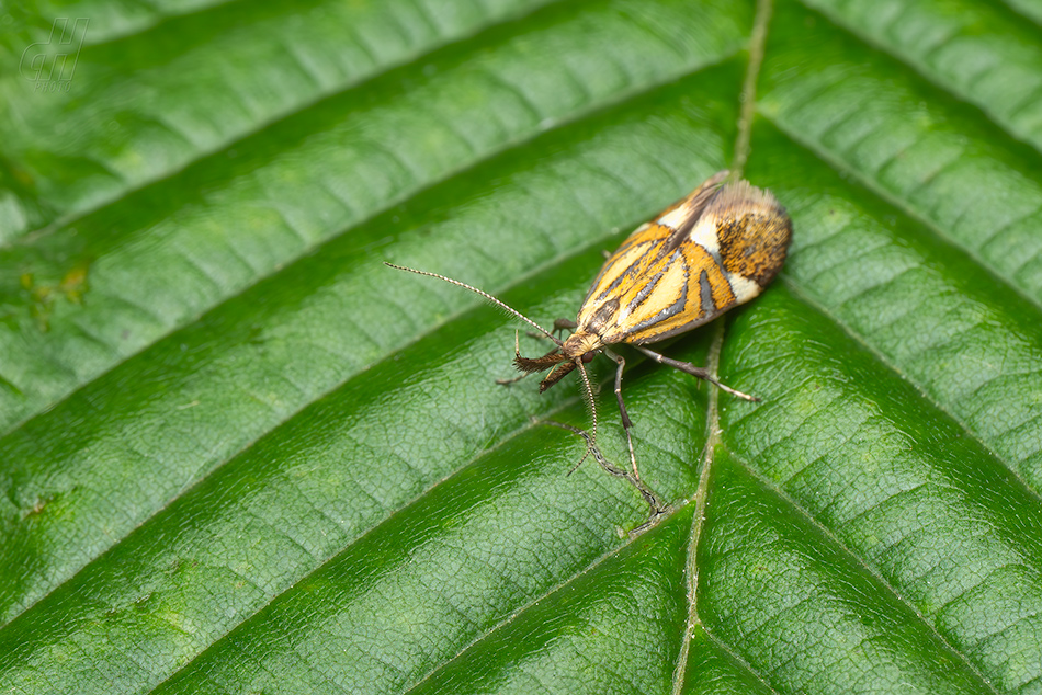 krásněnka jarní - Alabonia staintoniella
