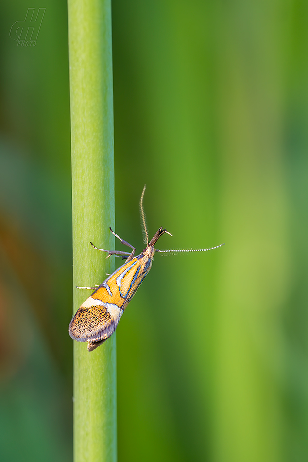 krásněnka jarní - Alabonia staintoniella