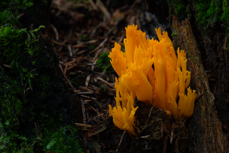 krásnorůžek lepkavý - Calocera viscosa