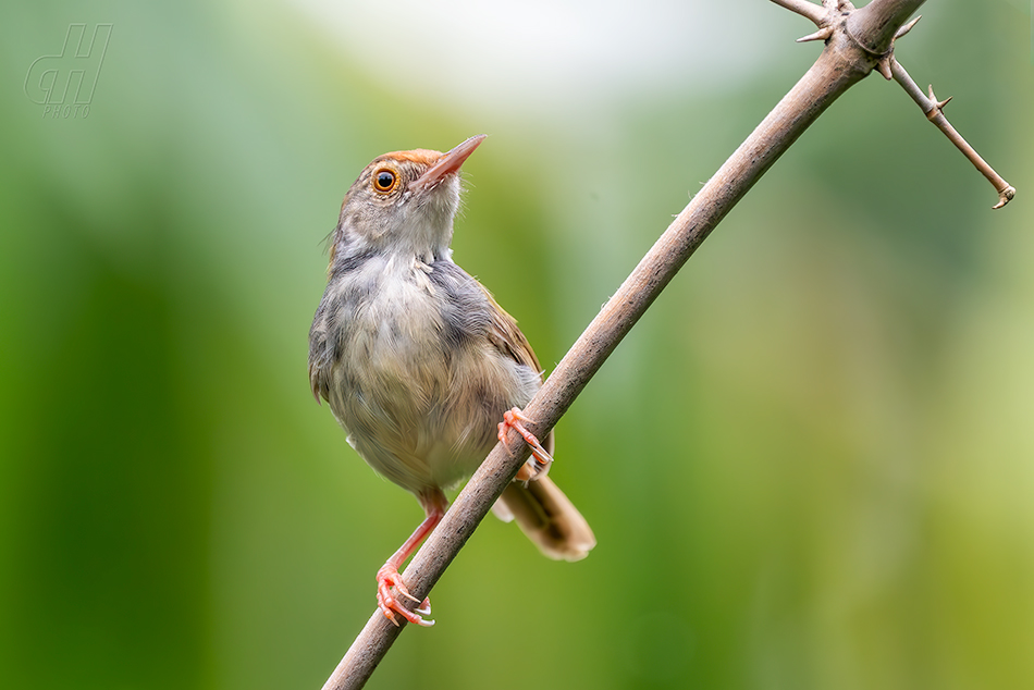 krejčiřík obecný - Orthotomus sutorius