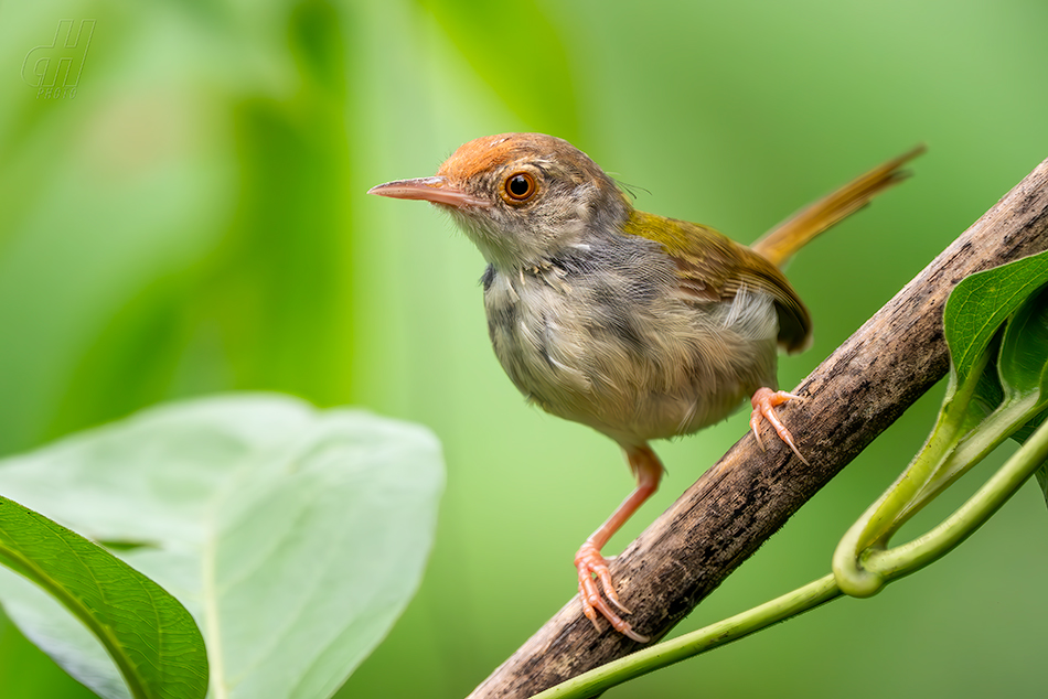 krejčiřík obecný - Orthotomus sutorius