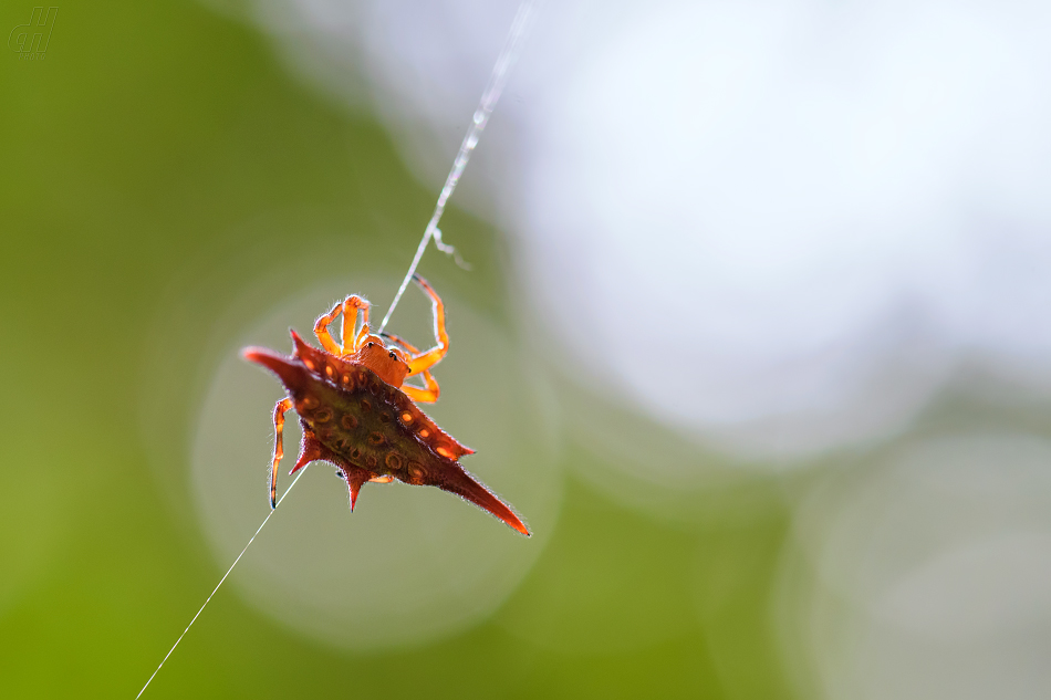 křižák duhový - Gasteracantha versicolor