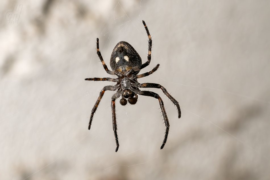 křižák podkorní - Nuctenea umbratica