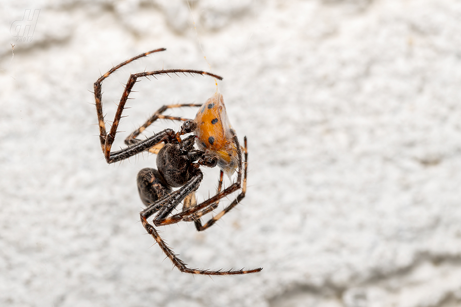 křižák podkorní - Nuctenea umbratica