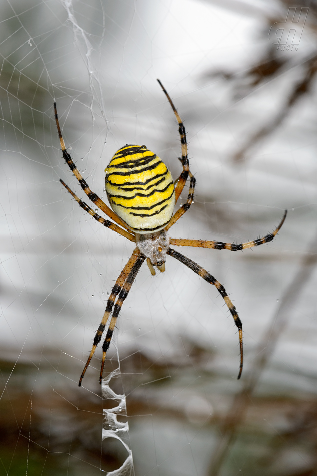 křižák pruhovaný - Argiope bruennichi