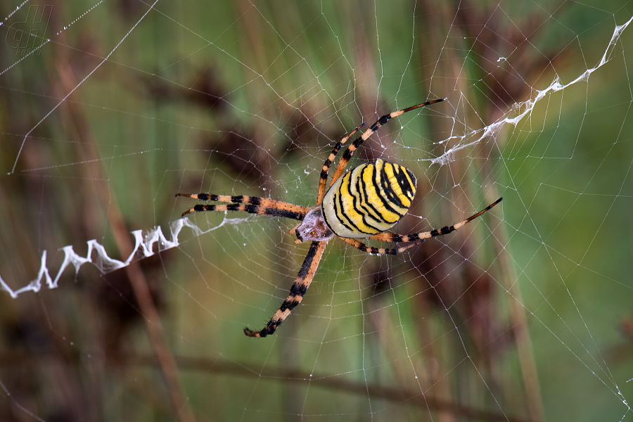 křižák pruhovaný - Argiope bruennichi