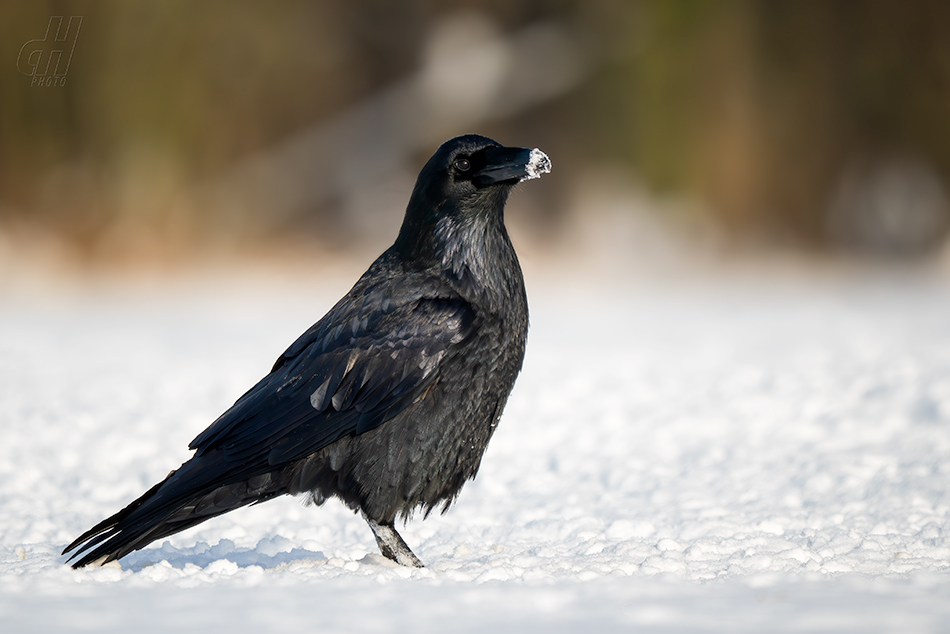 krkavec velký - Corvus corax