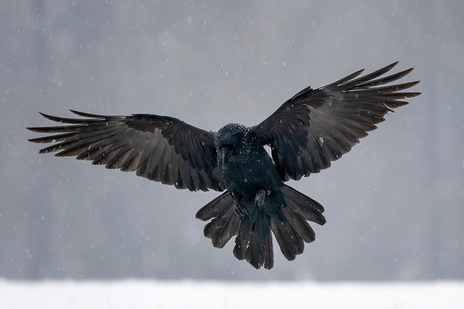 krkavec velký - Corvus corax