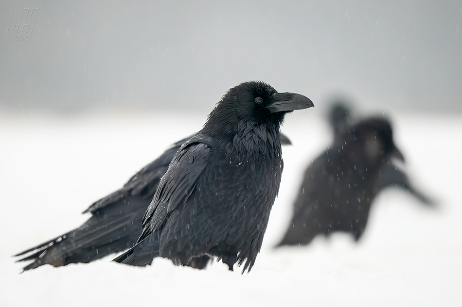 krkavec velký - Corvus corax
