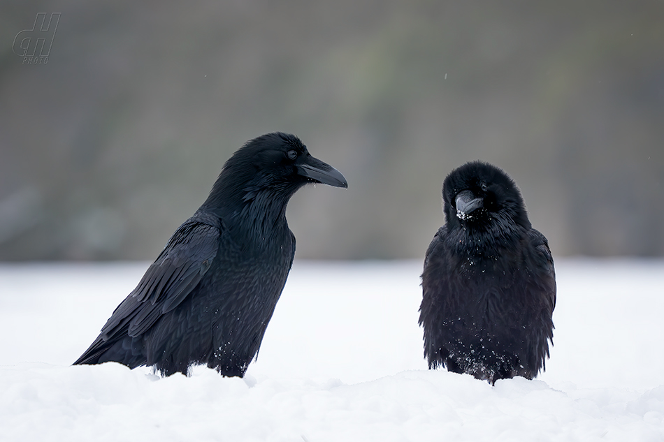 krkavec velký - Corvus corax