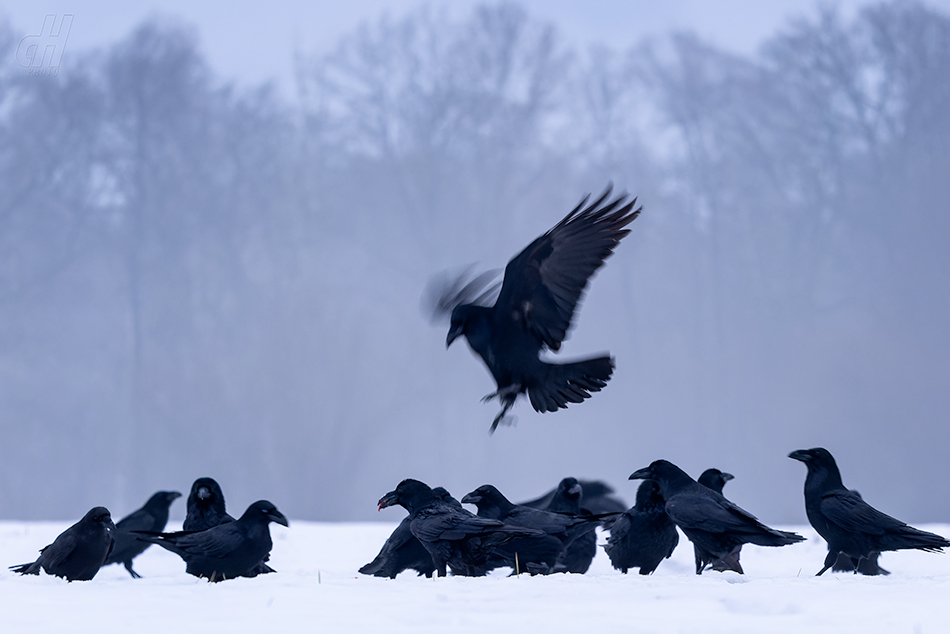 krkavec velký - Corvus corax