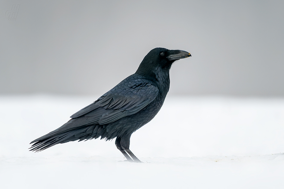 krkavec velký - Corvus corax