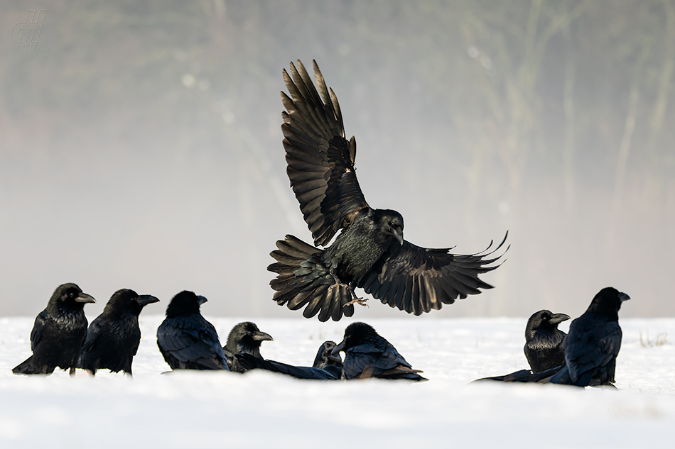 krkavec velký - Corvus corax