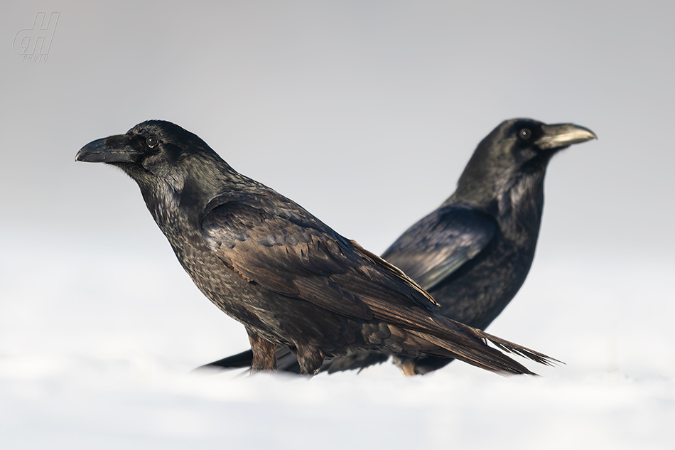 krkavec velký - Corvus corax