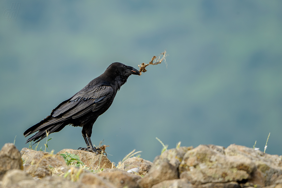 krkavec velký - Corvus corax