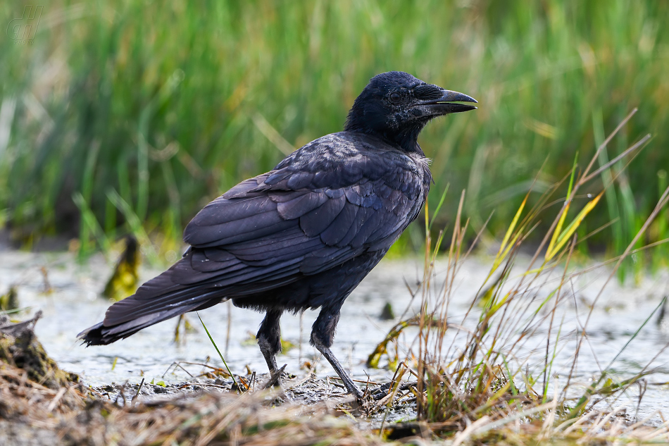 krkavec velký - Corvus corax