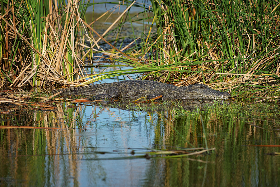 krokodýl bahenní - Crocodylus palustris