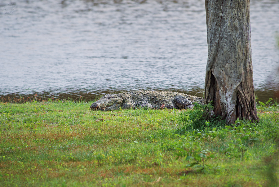 krokodýl bahenní - Crocodylus palustris