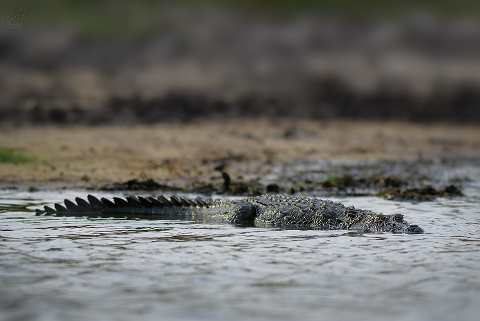 krokodýl bahenní - Crocodylus palustris