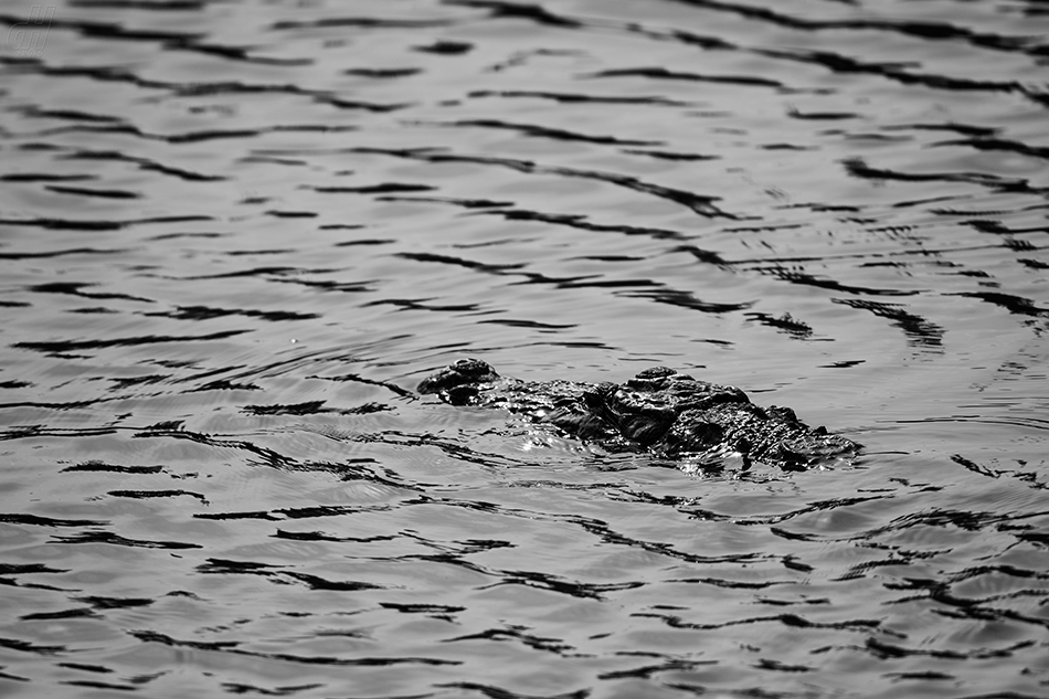 krokodýl bahenní - Crocodylus palustris