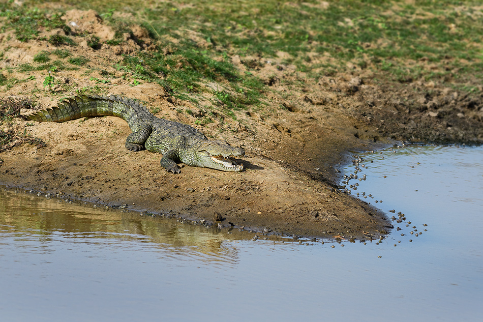 krokodýl bahenní - Crocodylus palustris