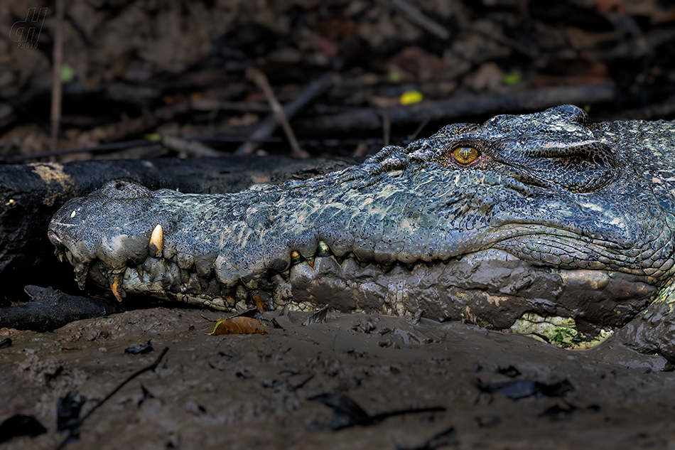 krokodýl mořský - Crocodylus porosus