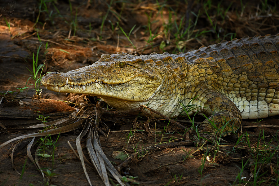 krokodýl nilský - Crocodylus niloticus