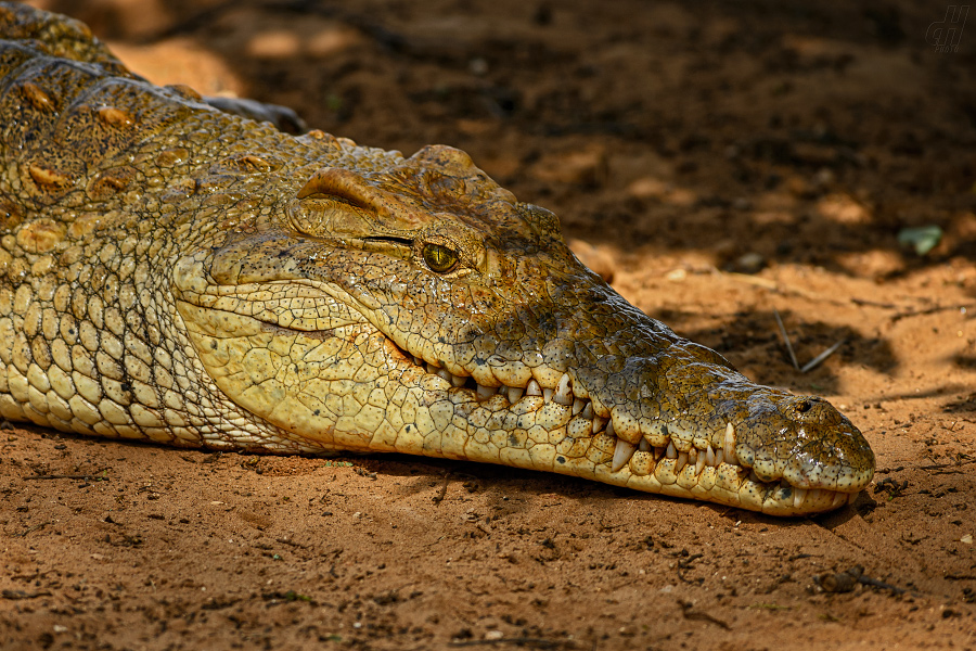 krokodýl nilský - Crocodylus niloticus