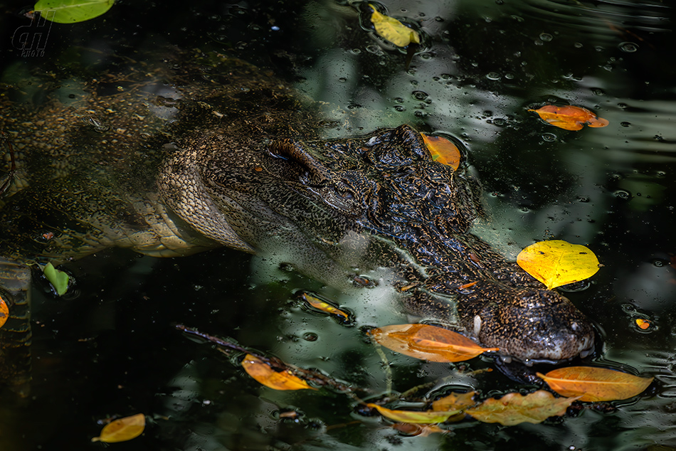krokodýl siamský - Crocodylus siamensis