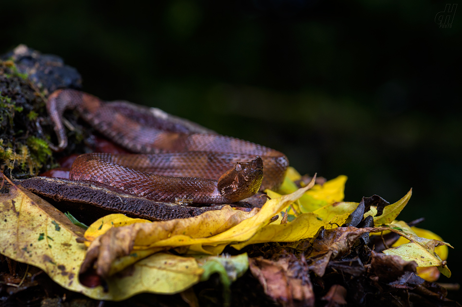 křovinář nosatý - Porthidium nasutum