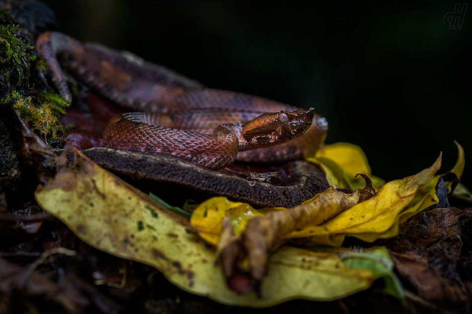 křovinář nosatý - Porthidium nasutum