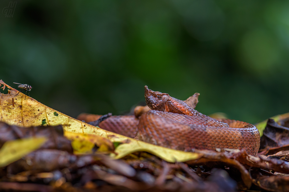 křovinář nosatý - Porthidium nasutum