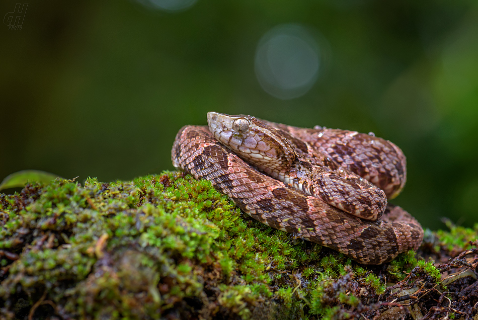 křovinář sametový - Bothrops atrox