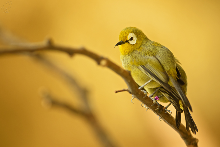 kruhoočko pruhoprsé - Zosterops palpebrosus