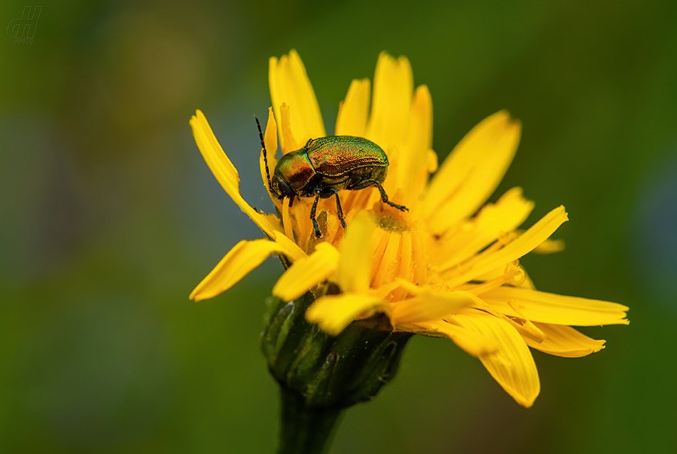 krytohlav hedvábitý - Cryptocephalus sericeus