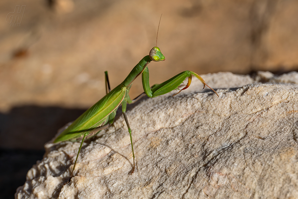 kudlanka nábožná - Mantis religiosa